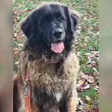Löwe aus Leonberg cover