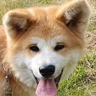 Galerie-Bild von Akitaostbelgien Go Haiben Shunzansou in Wallonische Region, mit Eindrücken unserer Akita-Zucht.