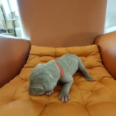 Foto von ! VERKAUFT! MUNDUS (die Welt), einem Weimaraner (kurzhaar)-Welpe in Niederösterreich.
