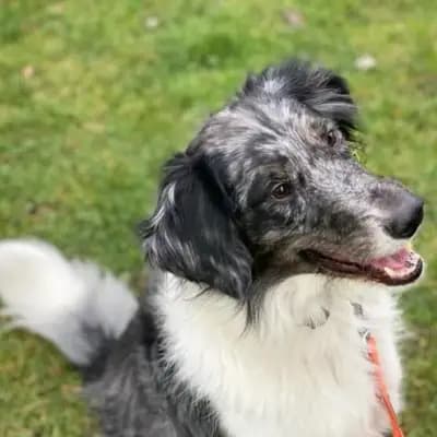 Mowgli