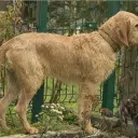 Griffon fauve de Bretagne