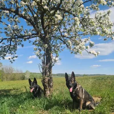 Bild aus Horand's Erbe  in , wo unsere Deutscher Schäferhund-Hunde in einer liebevollen Umgebung aufwachsen.