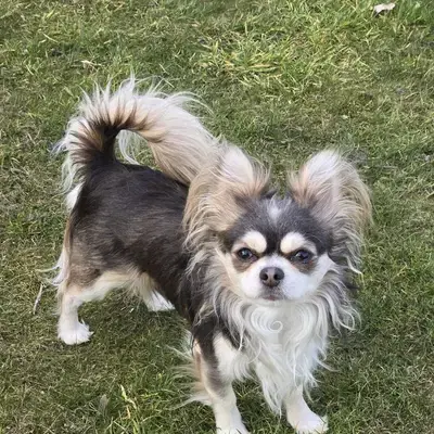 Langhaar Chihuahua Deckrüde* kein Verkauf* - Chihuahua Welpe in Niedersachsen