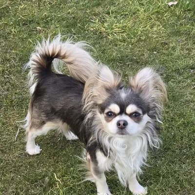 Langhaar Chihuahua Deckrüde* kein Verkauf* - Chihuahua Welpe in Niedersachsen