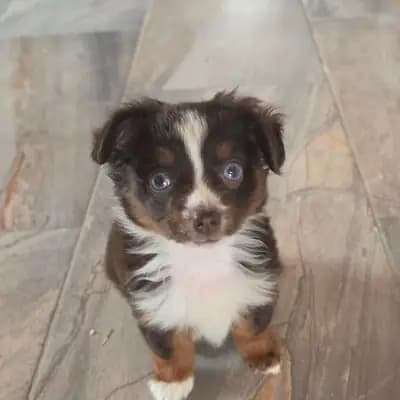 Toy Australian Shepherd auf herzens suche – Australian Shepherd Welpe, Rheinland-Pfalz, تمت تربيته بواسطة Von den golden aussies