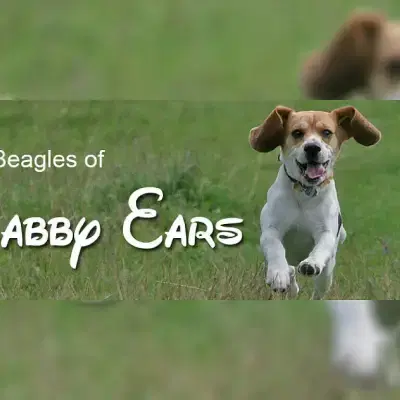 of Flabby Ears cover