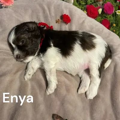 Enya - Zwergschnauzer Welpe in Bayern