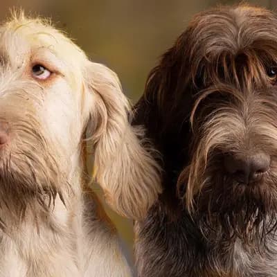 Galerie-Bild von Spinone Italiano vom Bergheimer Hof in Baden-Württemberg, mit Eindrücken unserer Spinone Italiano-Zucht.