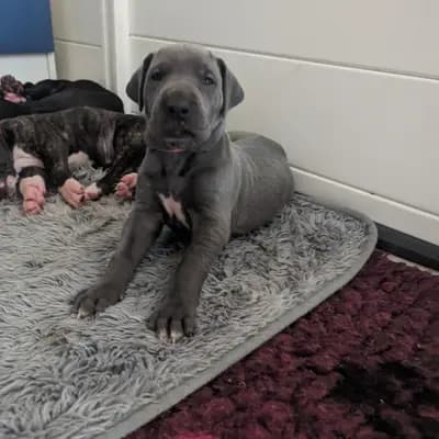 Bild aus Deutsche Doggen von AmasuDiamonds  in Thüringen, wo unsere Deutsche Dogge-Hunde in einer liebevollen Umgebung aufwachsen.