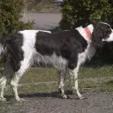 Epagneul Francais
