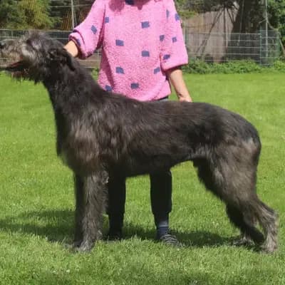 Galerie-Bild von Dahmraks Irish Wolfhounds in Bayern, mit Eindrücken unserer Irish Wolfhound-Zucht.