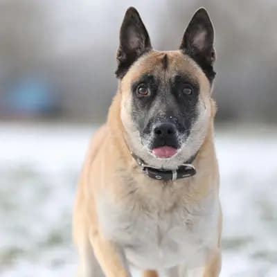 Foto von Rusty, einem geretteten Malinois in Berlin.