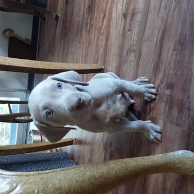 Foto von ! VERKAUFT! MEEKO (kleiner Wolf), einem Weimaraner (kurzhaar)-Welpe in Niederösterreich.