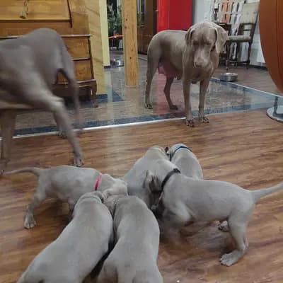 Bild aus Weimaraner aus der Holzgasse in Niederösterreich, wo unsere Weimaraner-Hunde in einer liebevollen Umgebung aufwachsen.