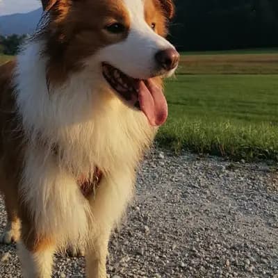 Floki