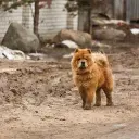 Chow Chow