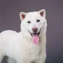 Kishu