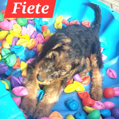 Galerie-Bild von Zwinger vom Elbsandstein in Sachsen, mit Eindrücken unserer Airedale Terrier-Zucht.