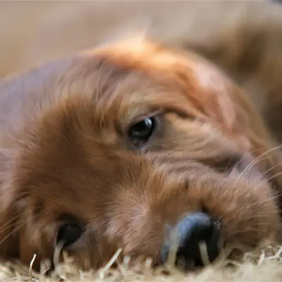 Galerie-Bild von Irish red Setter "fighting irish´s" in Nordrhein-Westfalen, mit Eindrücken unserer Irish Red Setter-Zucht.
