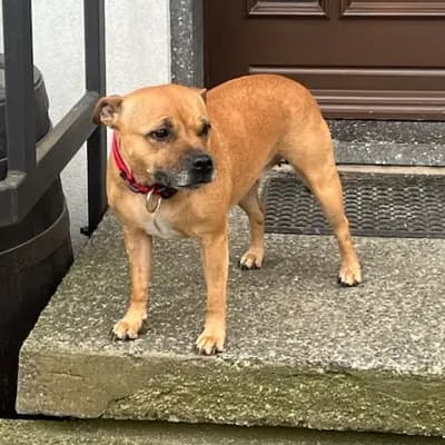 Galerie-Bild von MeinHeart Staff’s  in Sachsen, mit Eindrücken unserer Staffordshire Bull Terrier-Zucht.