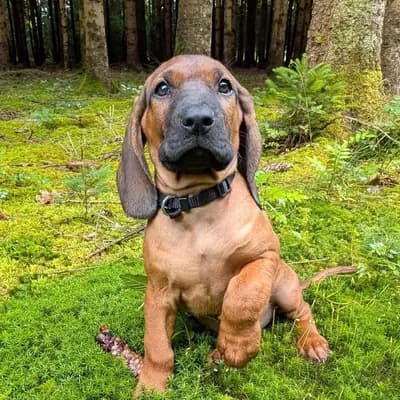Bayerischer Gebirgsschweisshund Puppy, Bayern