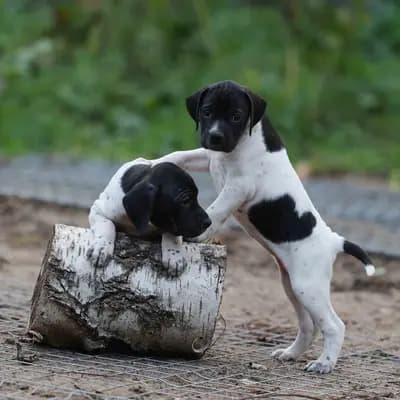 Galerie-Bild von Zwinger von den Dachsfichten in Brandenburg, mit Eindrücken unserer English Pointer-Zucht.