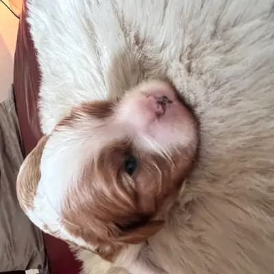 Foto von Blue, einem Cavalier King Charles Spaniel-Welpe in Rheinland-Pfalz.