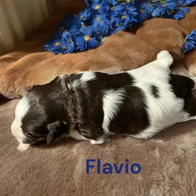 Flavio - Zwergschnauzer Welpe in Bayern
