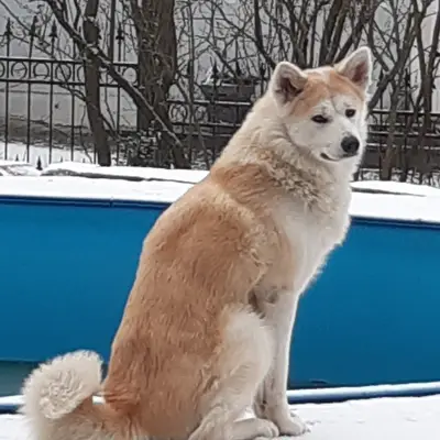 Galerie-Bild von Akitas von den Holledauer Hügeln in Bayern, mit Eindrücken unserer Akita-Zucht.