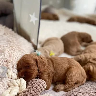 Bild aus Heart & Soul Doodles Australian Labradoodles in Nordrhein-Westfalen, wo unsere Australian Labradoodle-Hunde in einer liebevollen Umgebung aufwachsen.
