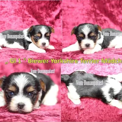 Yorkshire Terrier Puppy, Bayern, Yetiştiren: Hundezucht vom Donaupalast