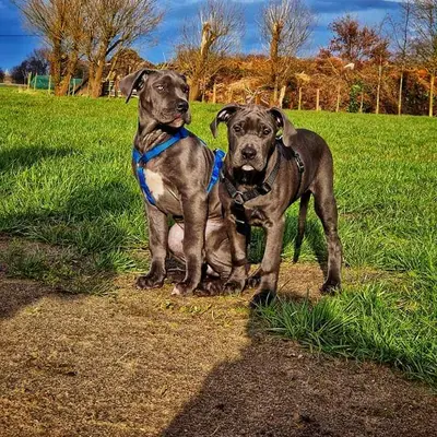 Galerie-Bild von Saupackerwelpen in Mecklenburg-Vorpommern, mit Eindrücken unserer Cane Corso Italiano-Zucht.