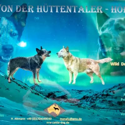 Foto des A-Wurf von Australian Cattle Dog in von der Hüttentaler - Höhe, aufgenommen in Nordrhein-Westfalen.