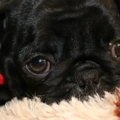 Bild aus Orchidee vom Angerberg  in Bayern, wo unsere Mops-Hunde in einer liebevollen Umgebung aufwachsen.