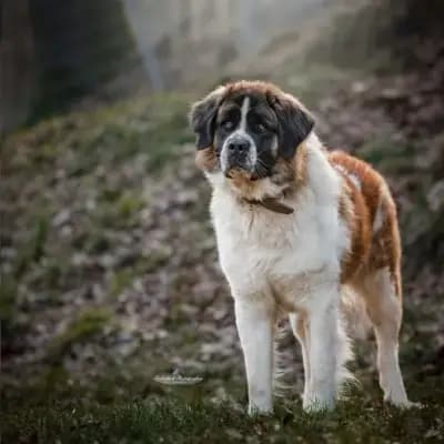 Ben