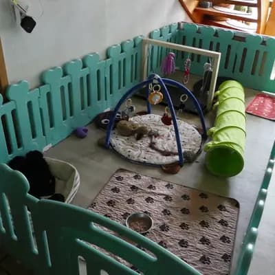 Bild aus Pudelzucht SIMPLY-FANTASTIC in Niedersachsen, wo unsere Pudel-Hunde in einer liebevollen Umgebung aufwachsen.