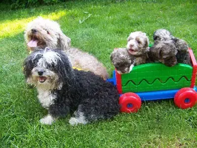 Verschiedene Welpen - Bolonka Zwetna (Nationale Rasse) Welpe in Sachsen