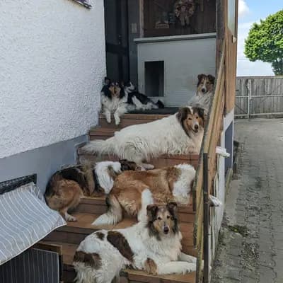 Bild aus Magic of Dreams in Bayern, wo unsere Collie (Langhaar)-Hunde in einer liebevollen Umgebung aufwachsen.