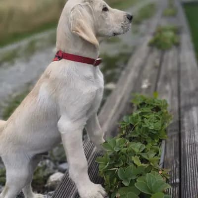 Winsome – Labradoodle (Labrador x Pudel) Welpe, Bayern, Criado por Labrador, Großpudel und Labradoodle Züchterin