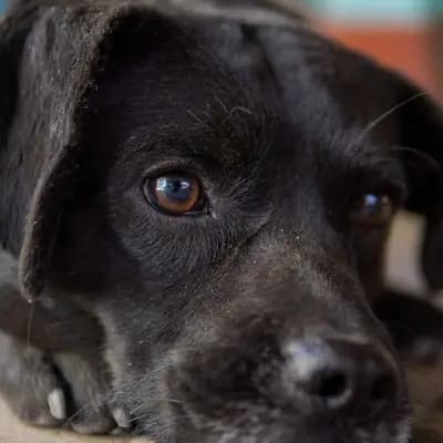 Haarlinge beim Hund erkennen und wirksam behandeln