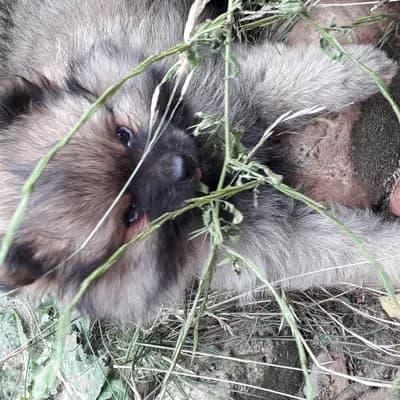 Bild aus Pomeranian von  Dolce Picollini   in Schleswig-Holstein, wo unsere Zwergspitz-Hunde in einer liebevollen Umgebung aufwachsen.