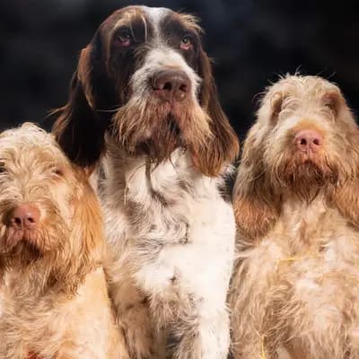 Galerie-Bild von Spinone Italiano vom Bergheimer Hof in Baden-Württemberg, mit Eindrücken unserer Spinone Italiano-Zucht.