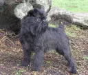 Belgian Griffon