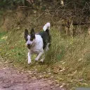 Rat Terrier