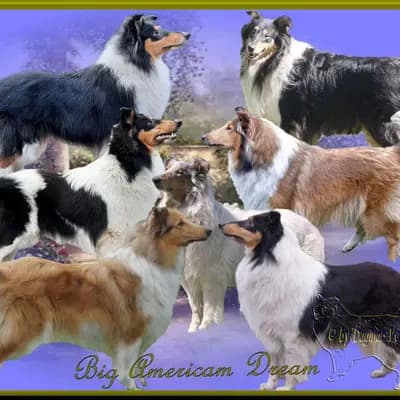 Collies from Big American Dream