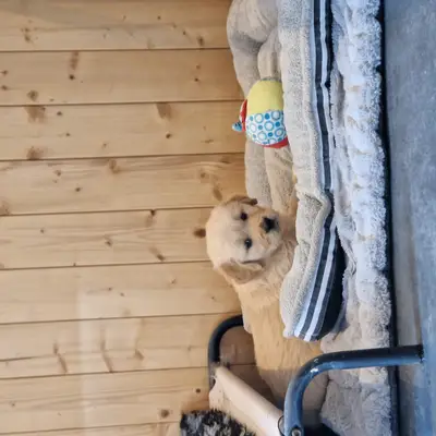 Bild aus Vom Steller Moor in Niedersachsen, wo unsere Golden Retriever-Hunde in einer liebevollen Umgebung aufwachsen.