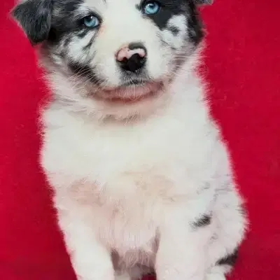 Australian Shepherd Hündin Elsie sucht.... - Australian Shepherd Welpe in Sachsen-Anhalt