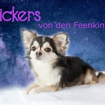 I am Snickers von den Feenkindern image