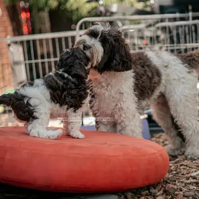 Bild aus Doodles of Windrunner in Nordrhein-Westfalen, wo unsere Australian Labradoodle-Hunde in einer liebevollen Umgebung aufwachsen.