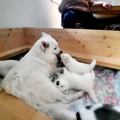 Galerie-Bild von von den Franken Spitzen in Bayern, mit Eindrücken unserer Großspitz-Zucht.
